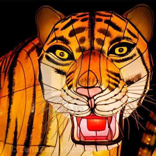 Tsiaj Tsiaj Duab Suav Cov Khaub Ncaws Quav Luam Khaub Ncaws